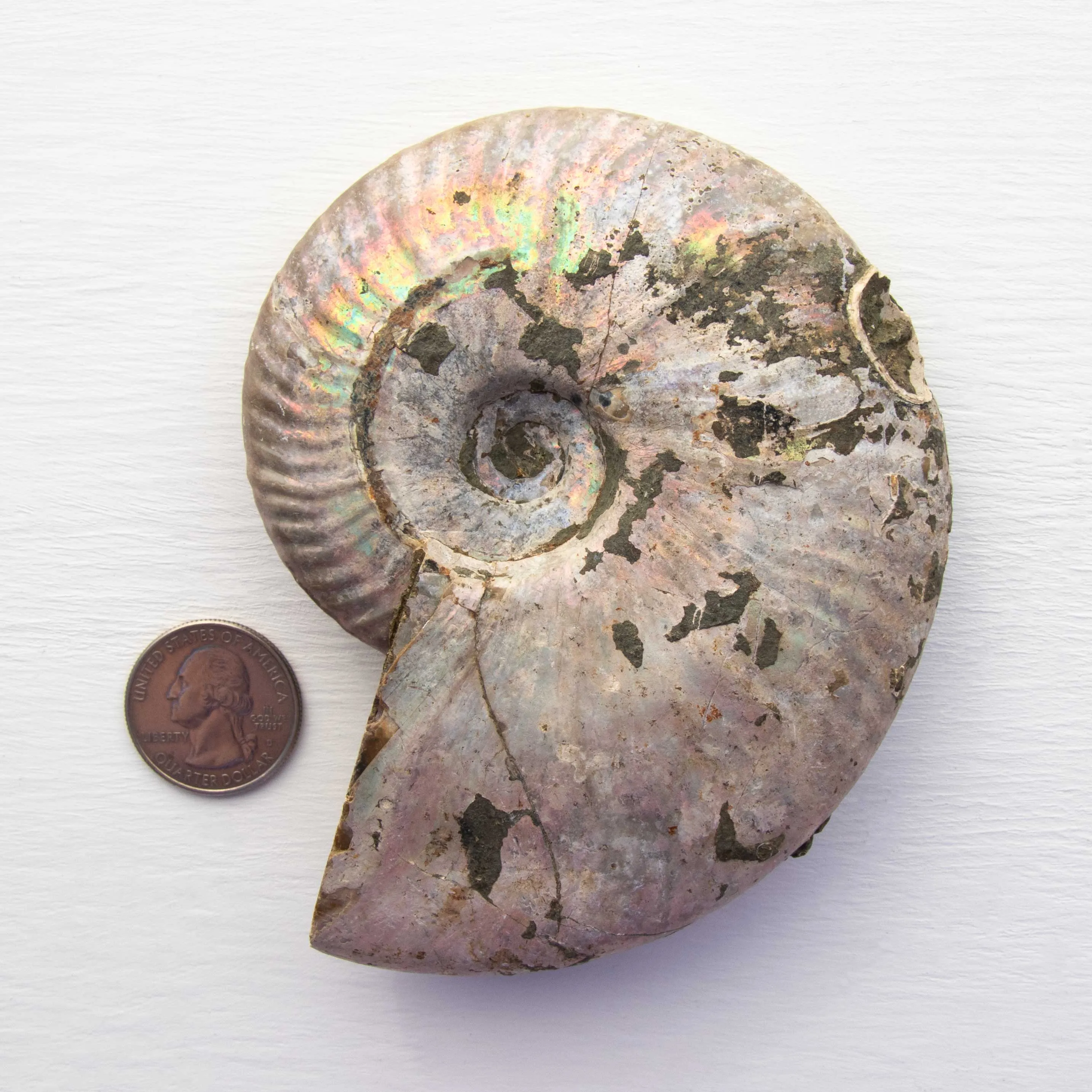 Ammonite - Light Iridescence