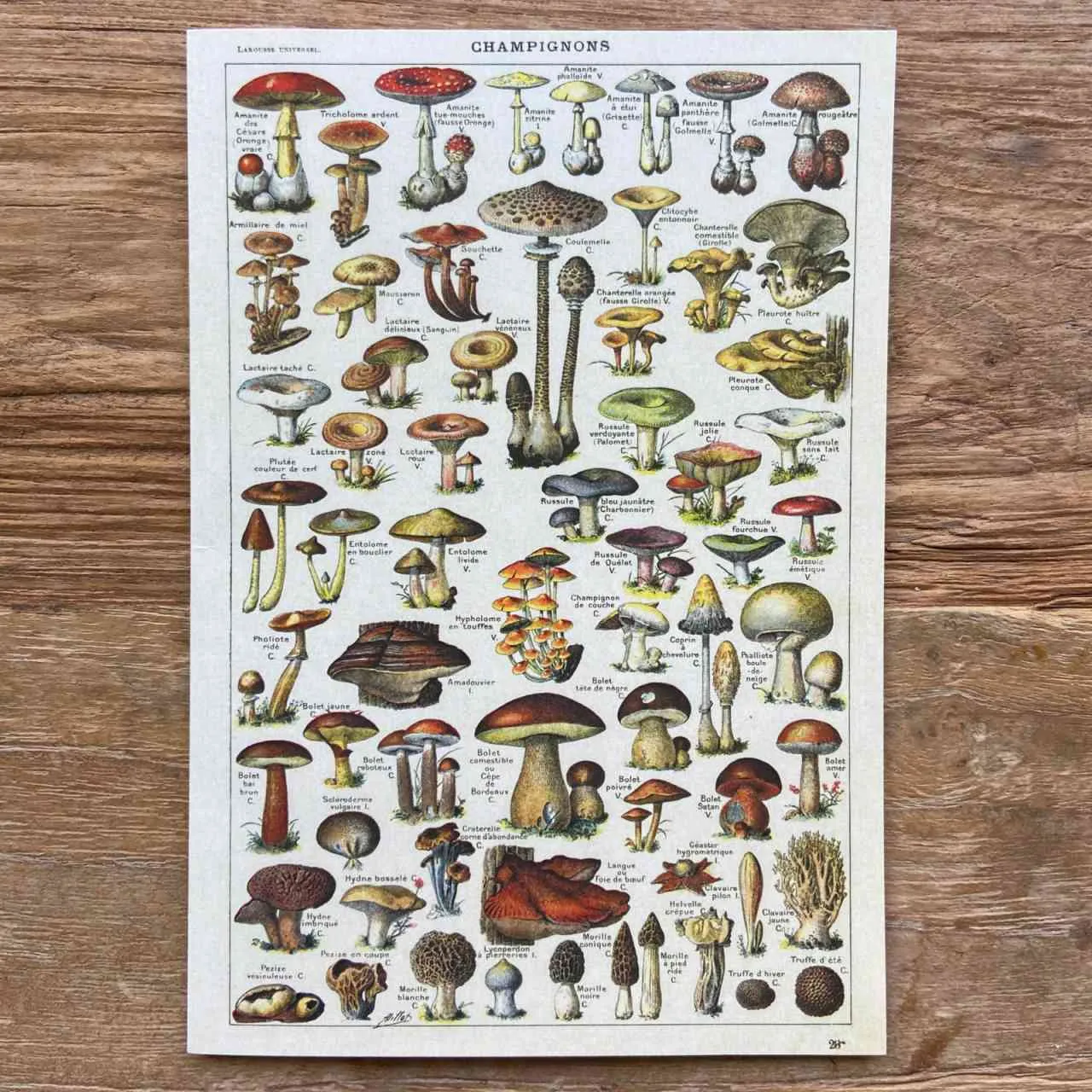 Champignons - Greeting Card