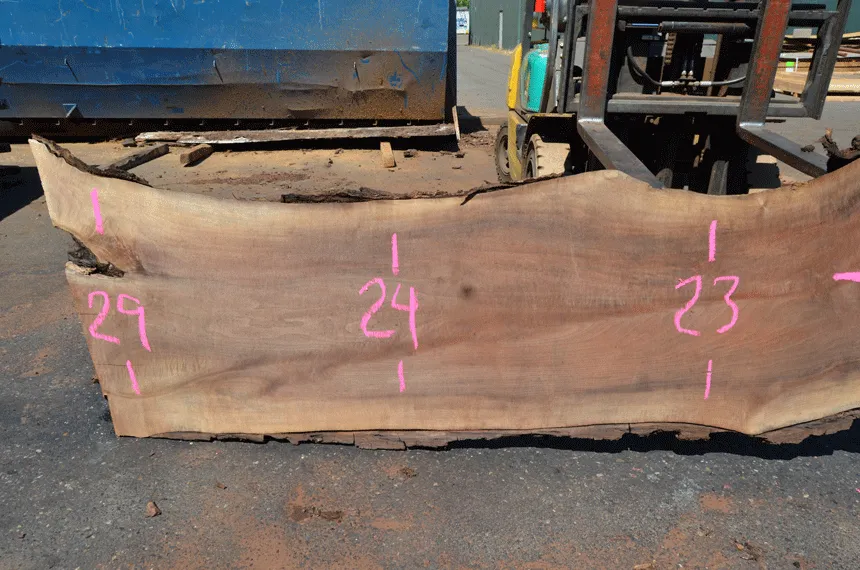 Oregon Black Walnut 081221-09