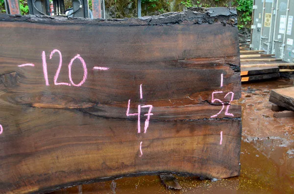 Oregon Black Walnut Slab 052716-03