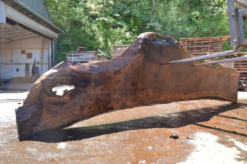 Oregon Black Walnut Slab 071122-02